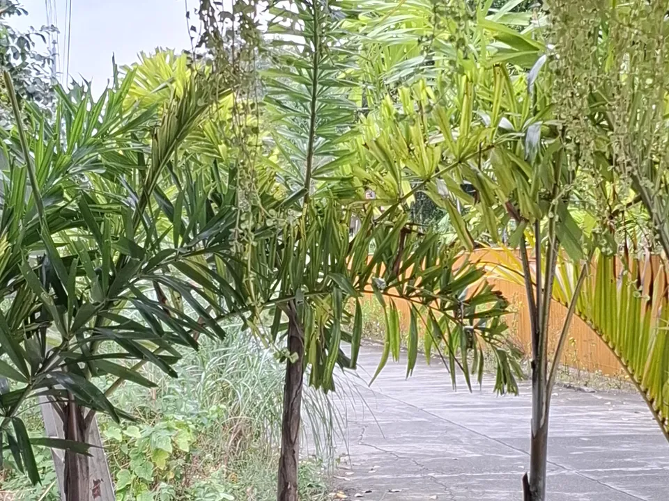 The Kape Parola sign and plant-lined entrance seen from the lighthouse road